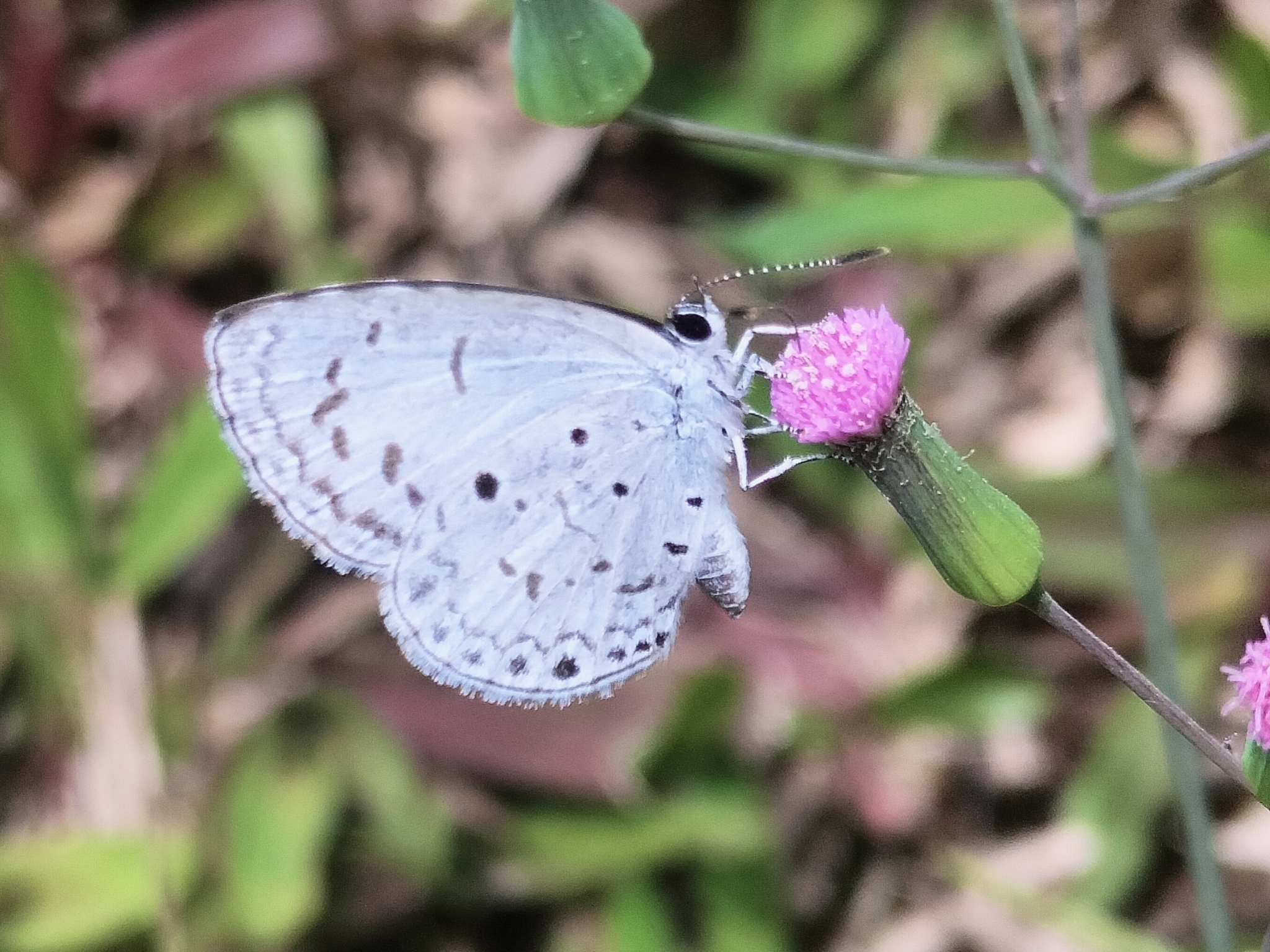 Common Hedge Blue
