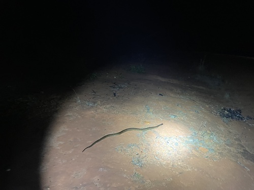 Black-headed Python sighting