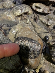 Acanthopleura gemmata