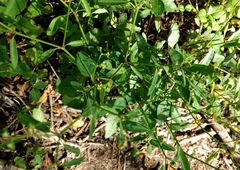 Commicarpus