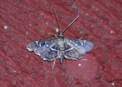Diathrausta harlequinalis