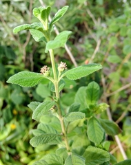 Lippia alba