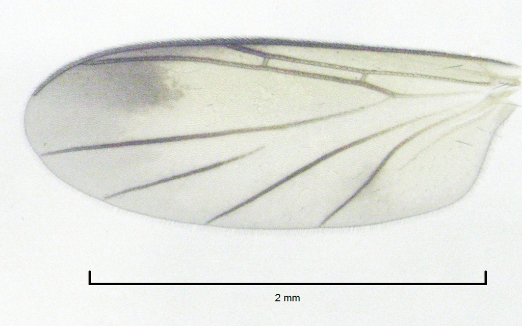 Waipapamyia