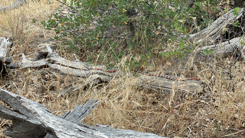 Coast Mountain Kingsnake