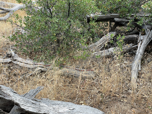 Coast Mountain Kingsnake