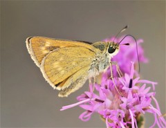 Hesperia meskei