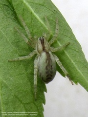 Arachosia praesignis