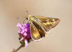 Hesperia meskei