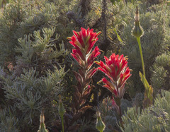 Castilleja wightii