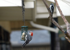Melanerpes carolinus