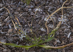 Chlorogalum pomeridianum divaricatum