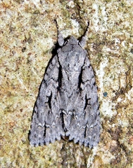 Acronicta lobeliae