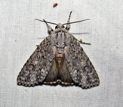Acronicta impleta