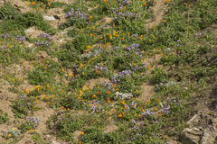 Chlorogalum pomeridianum divaricatum
