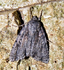 Acronicta increta