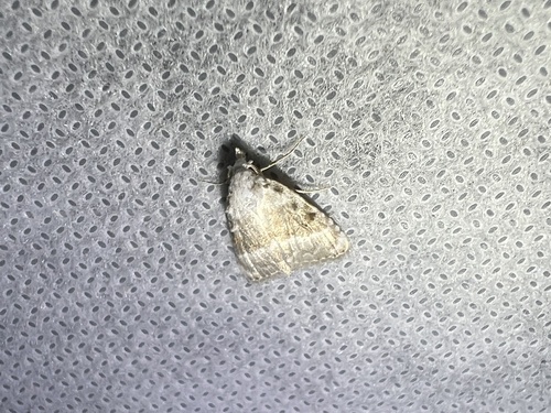 Kent Black Arches, Schiermonnikoog National Park, Schiermonnikoog, Provinz Friesland, NL, photo 10 of 10