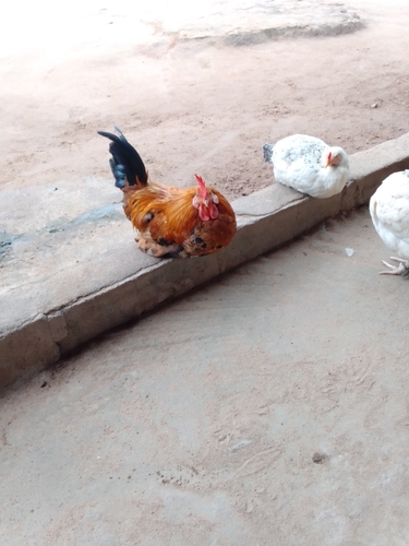 Domestic Chicken