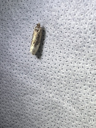 Off-white Hedya Moth, Schiermonnikoog National Park, Schiermonnikoog, Provinz Friesland, NL, photo 9 of 10