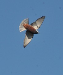 White-Browed Woodswallow photo 4