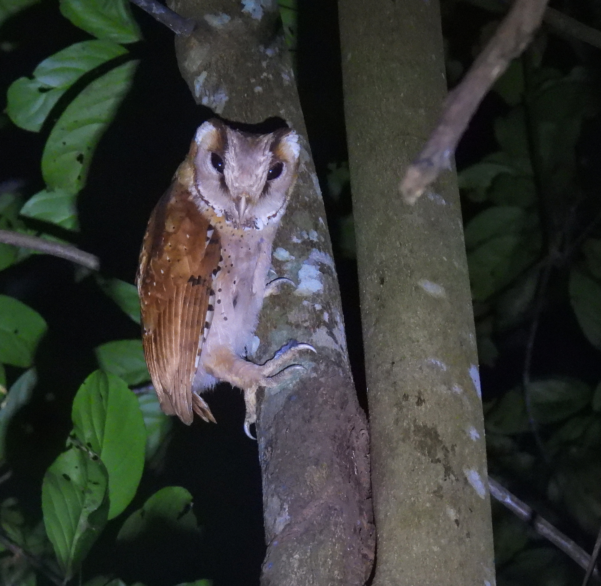 Oriental Bay Owl (Phodilus badius), photo 4