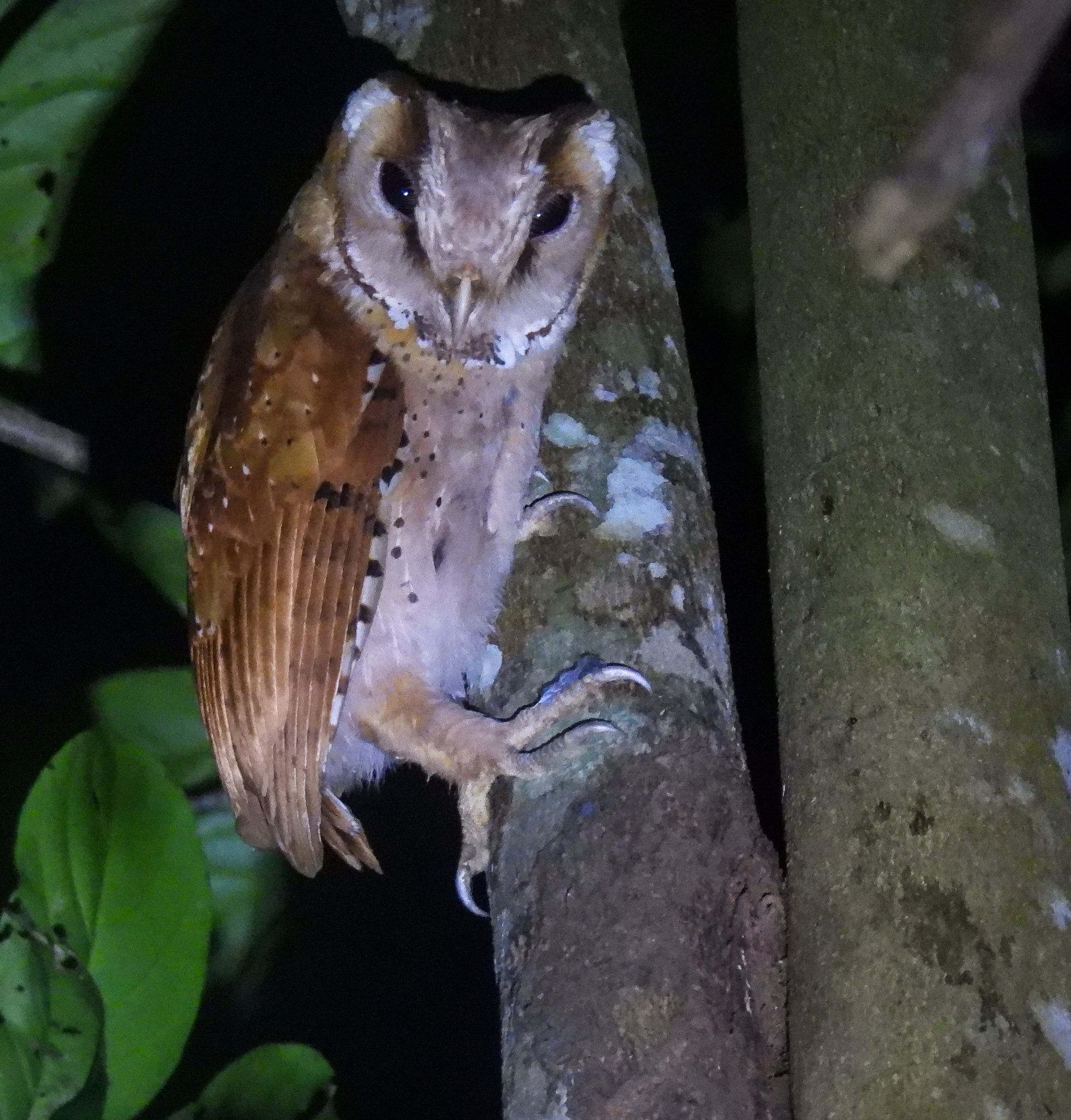 Oriental Bay Owl (Phodilus badius), photo 3