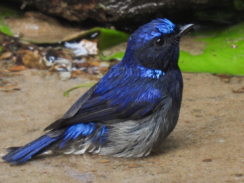 Small Niltava (Niltava macgrigoriae), photo 4