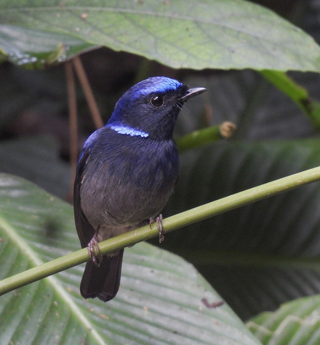 Small Niltava (Niltava macgrigoriae), photo 5