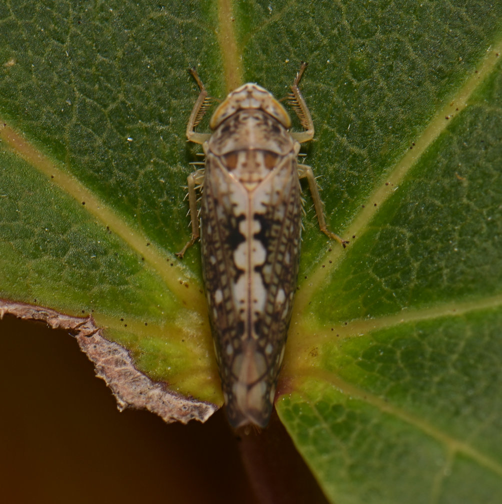 Prescottia lobata