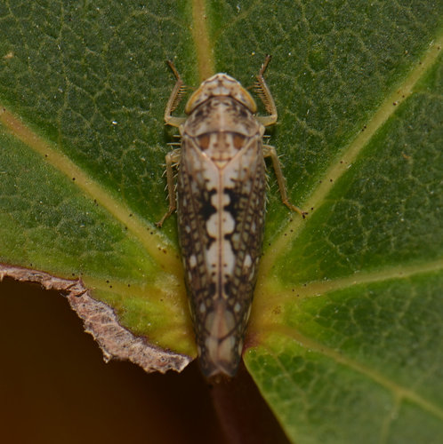 Prescottia lobata