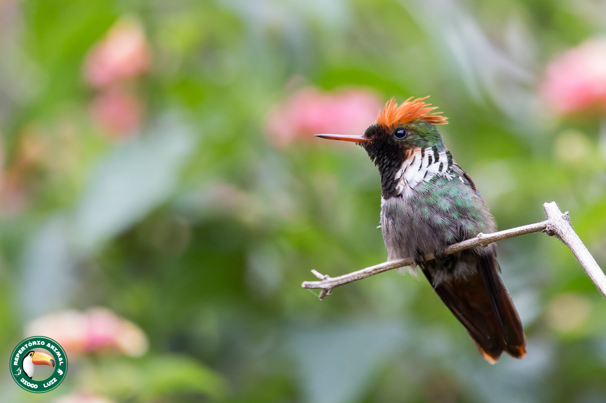 Frilled Coquette illustration