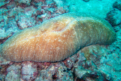 Ctenactis echinata observed 2024-07-12
