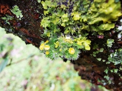 Teloschistes hypoglaucus