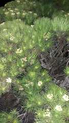 Darwiniothamnus tenuifolius