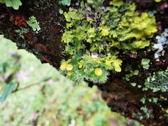 Teloschistes hypoglaucus