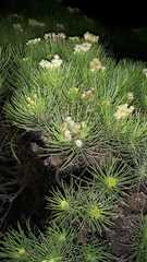 Darwiniothamnus tenuifolius