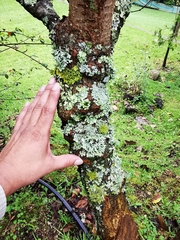 Teloschistes hypoglaucus