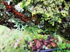 Teloschistes hypoglaucus