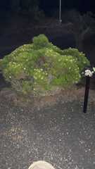 Darwiniothamnus tenuifolius