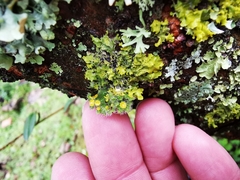 Teloschistes hypoglaucus