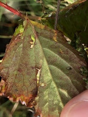 Rubus setosus