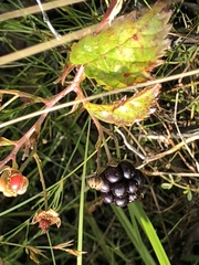 Rubus setosus