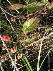 Rubus setosus
