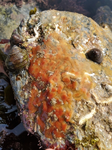 Oscarella nicolae