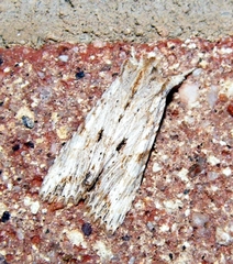 Lithophane signosa