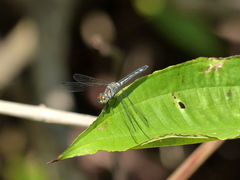 Odonata