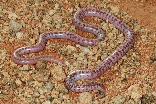 Photo of a Schinz's Beaked Blind Snake (Rhinotyphlops schinzi)