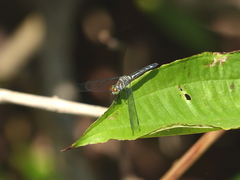 Odonata
