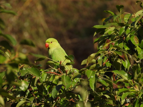 Cotorra de Kramer (Psittacula krameri)