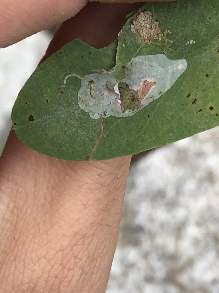Macrosaccus neomexicanus
