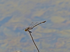 Odonata